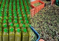 مراقبة مكثفة لزيوت الزيتون المغشوشة بأسواق الشمال.. وحجز آلاف اللترات مجهولة المصدر